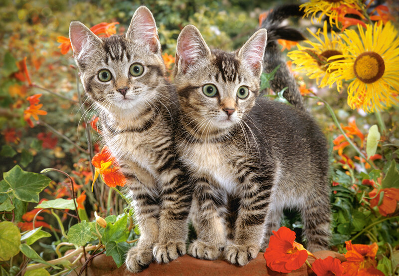 Kitten Buddies, 1500 bitar